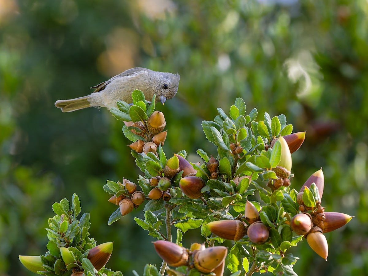 Oak Titmouse - ML644794635