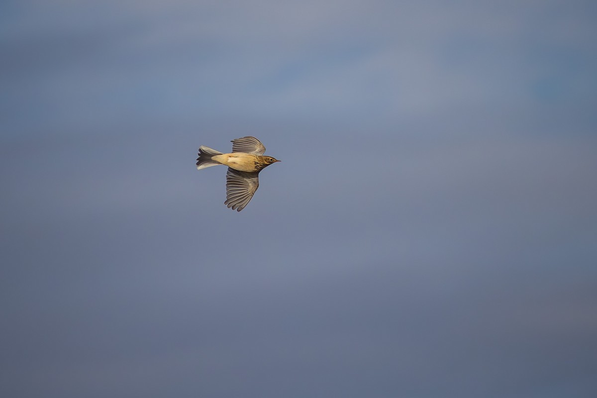 Pispola - ML644794681