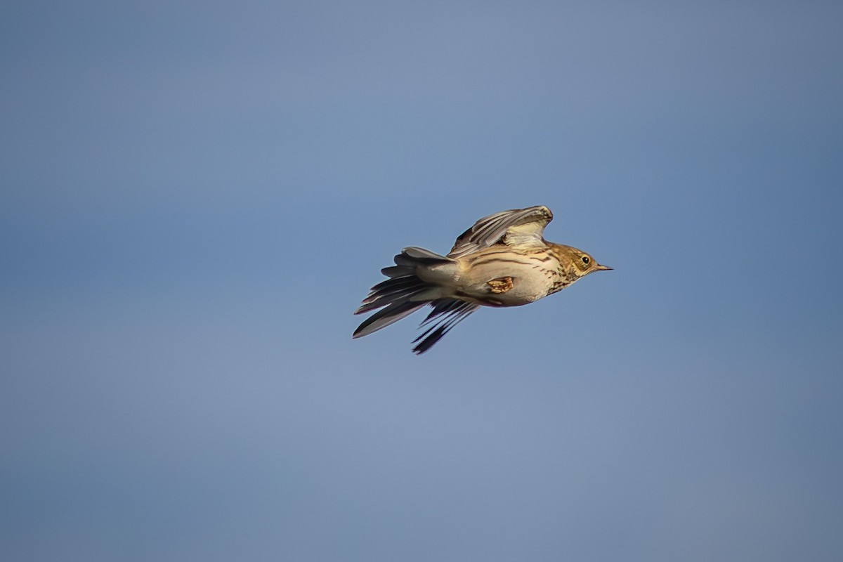 Pispola - ML644794682