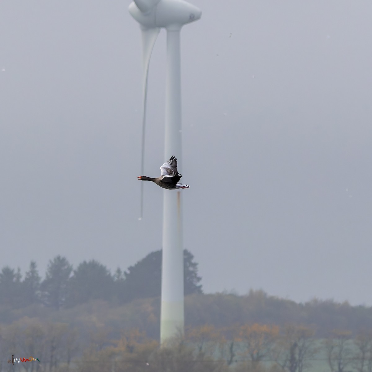 Graylag Goose - ML644794704