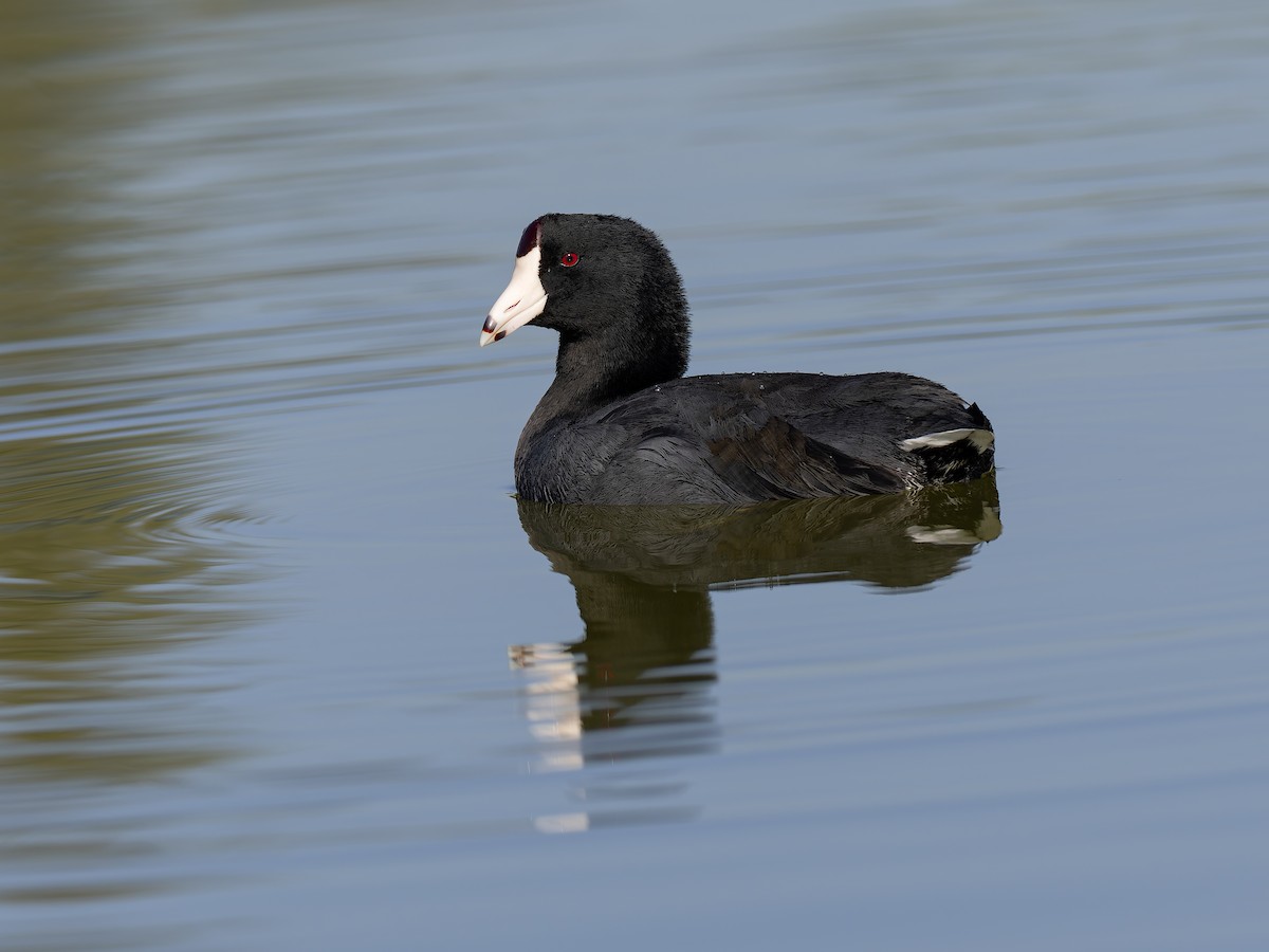 American Coot (Red-shielded) - ML644794736