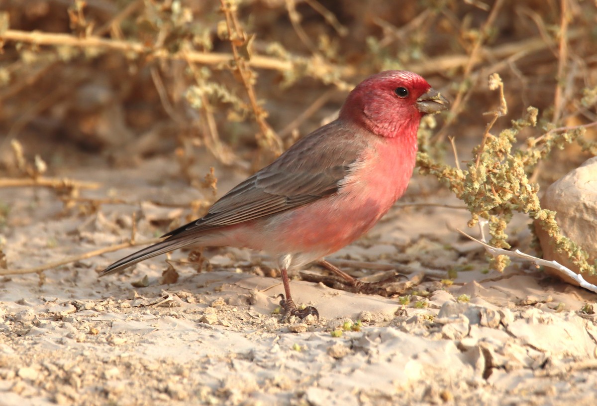 Sinai Rosefinch - ML644794737