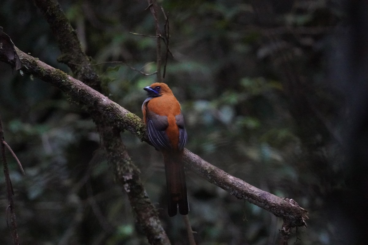 trogon šedoprsý - ML644794746