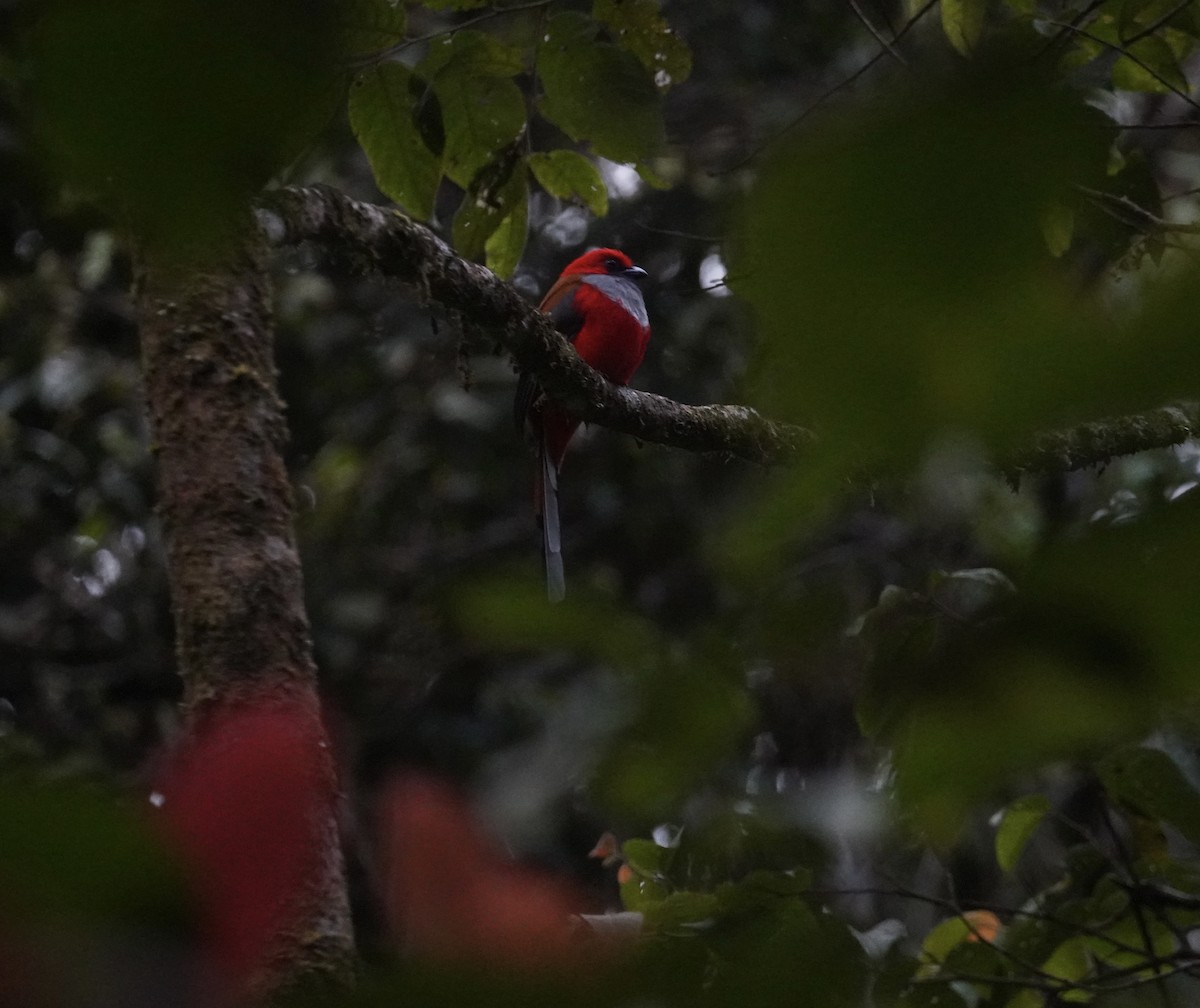 trogon šedoprsý - ML644794753