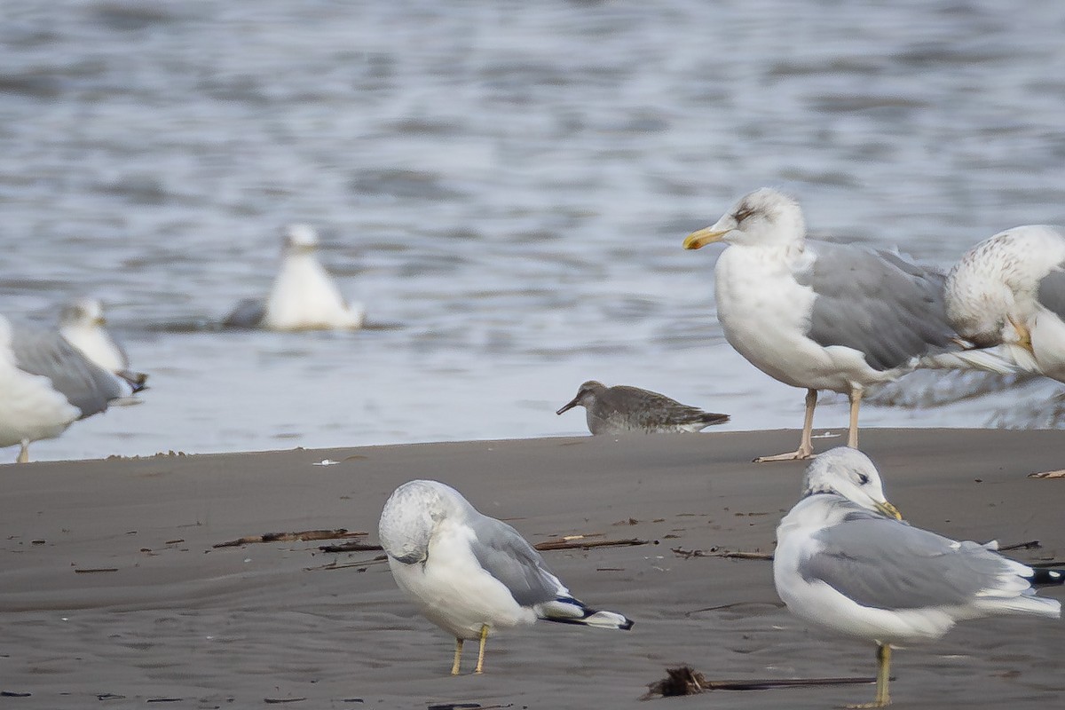 Исландский песочник - ML644794762