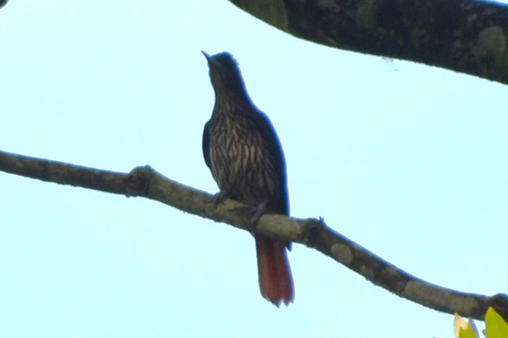 ヒゴロモ - ML644794771