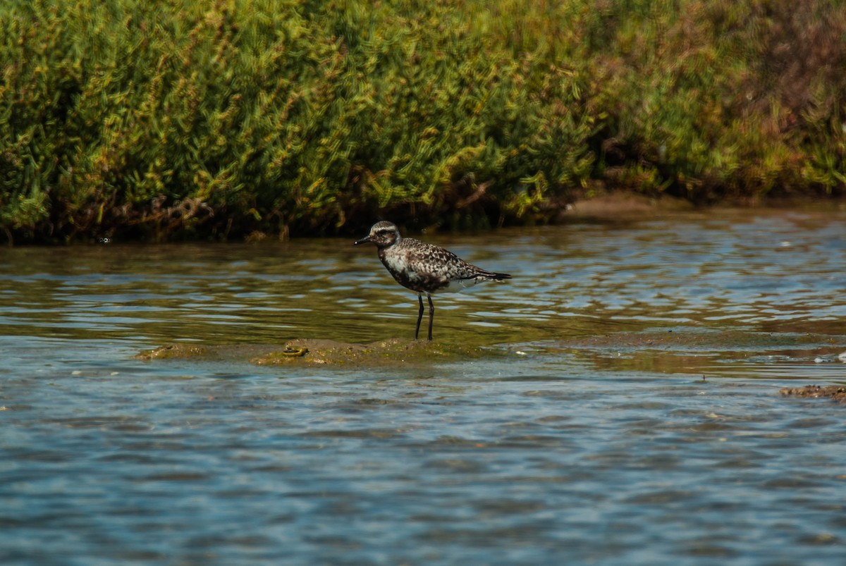 Black-bellied Plover - ML644794774