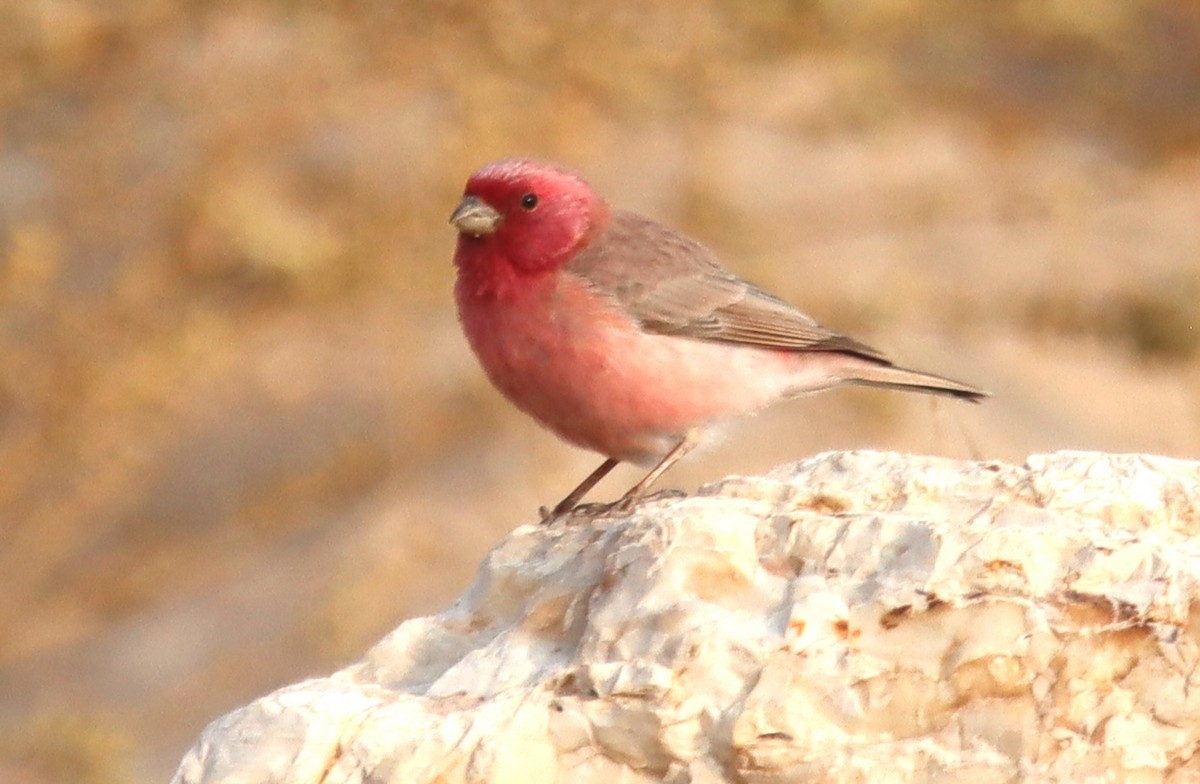 Sinai Rosefinch - ML644794796