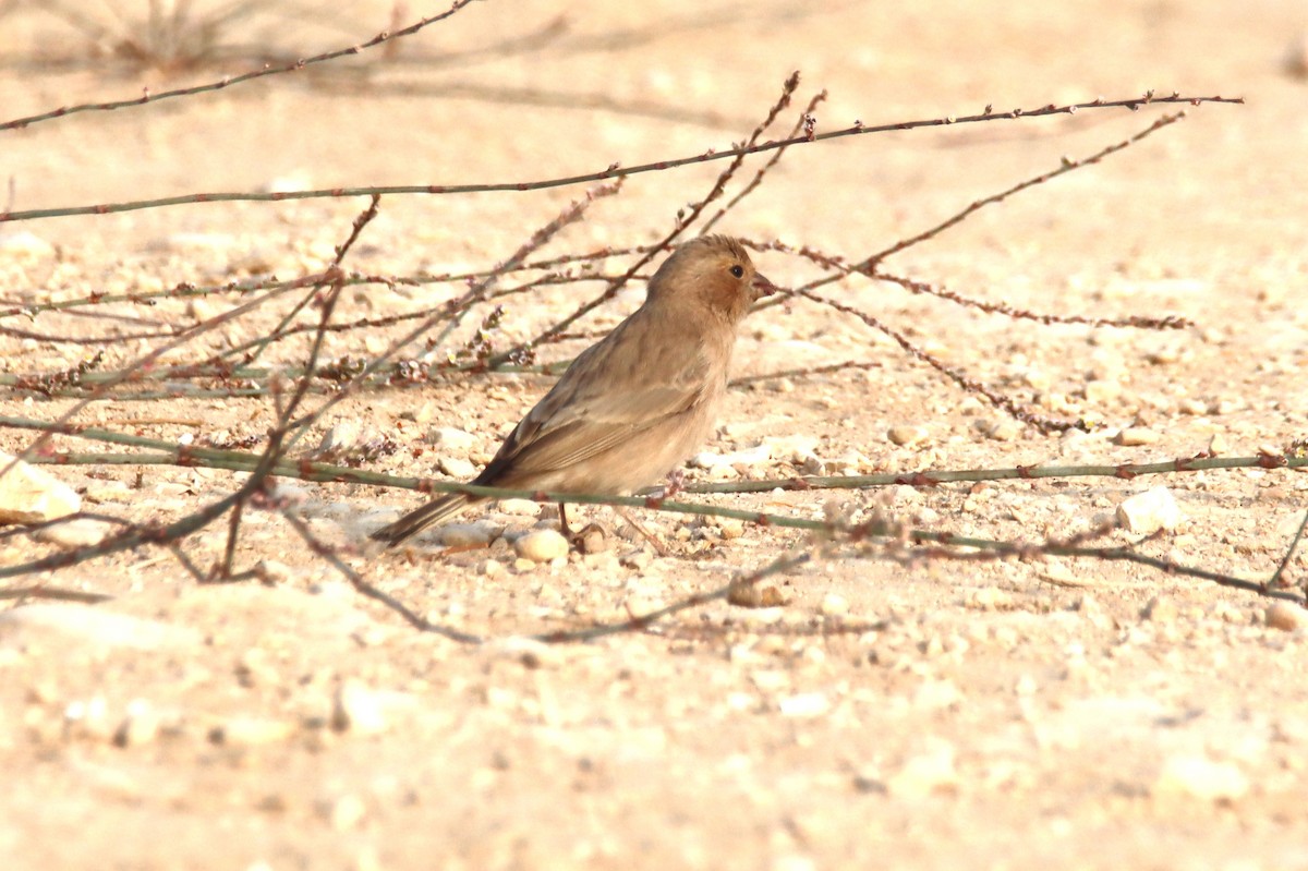 Sinai Rosefinch - ML644794819