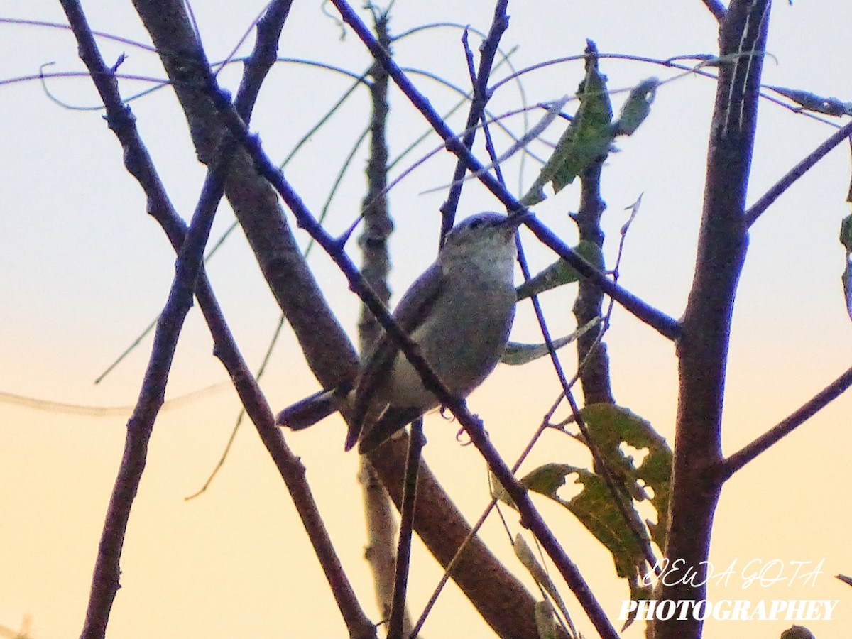 Taiga Flycatcher - ML644794843