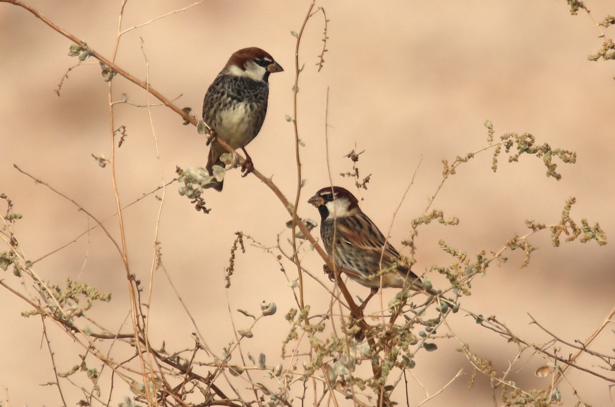 Spanish Sparrow - ML644794862