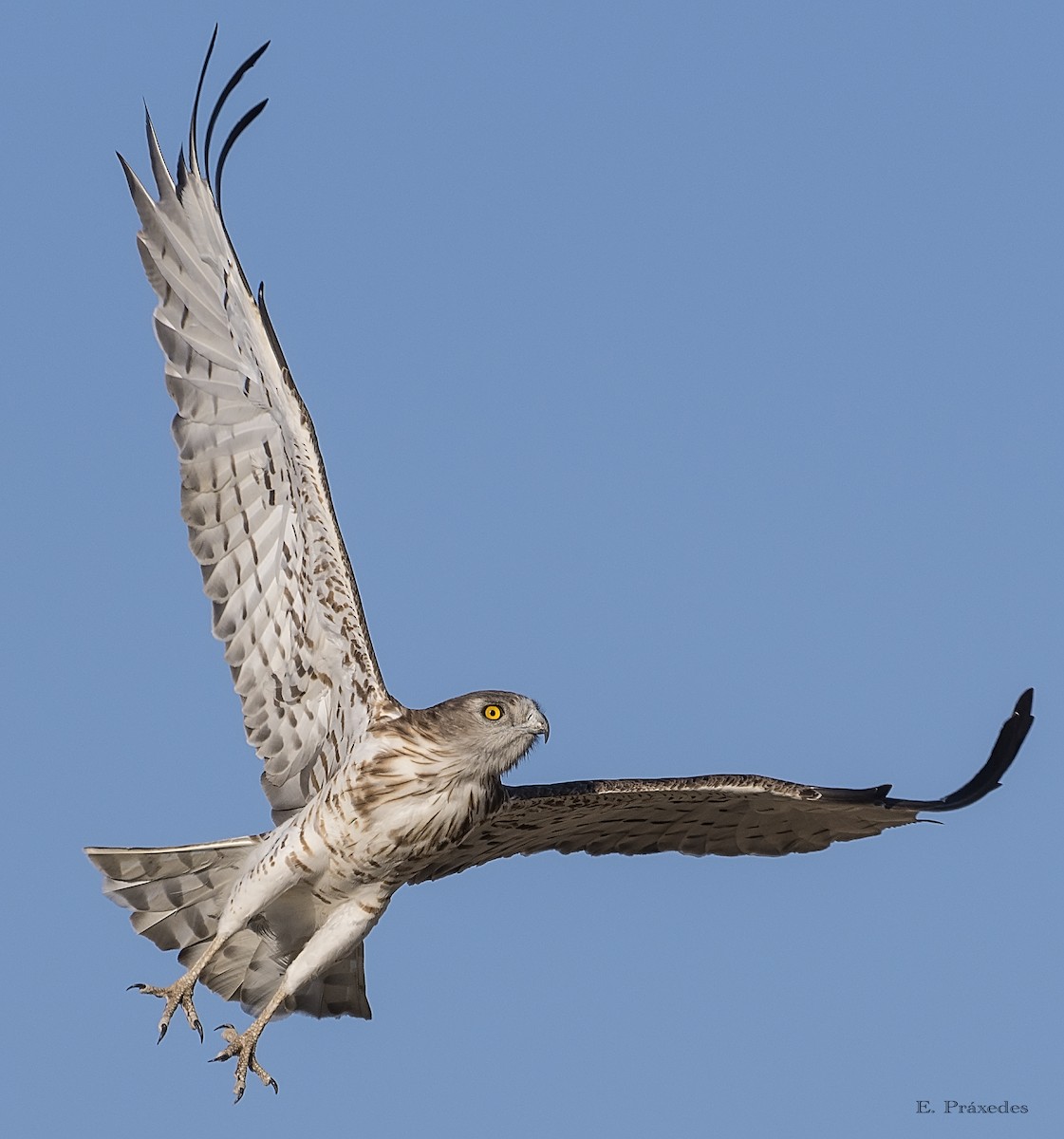 orlík krátkoprstý - ML644794866