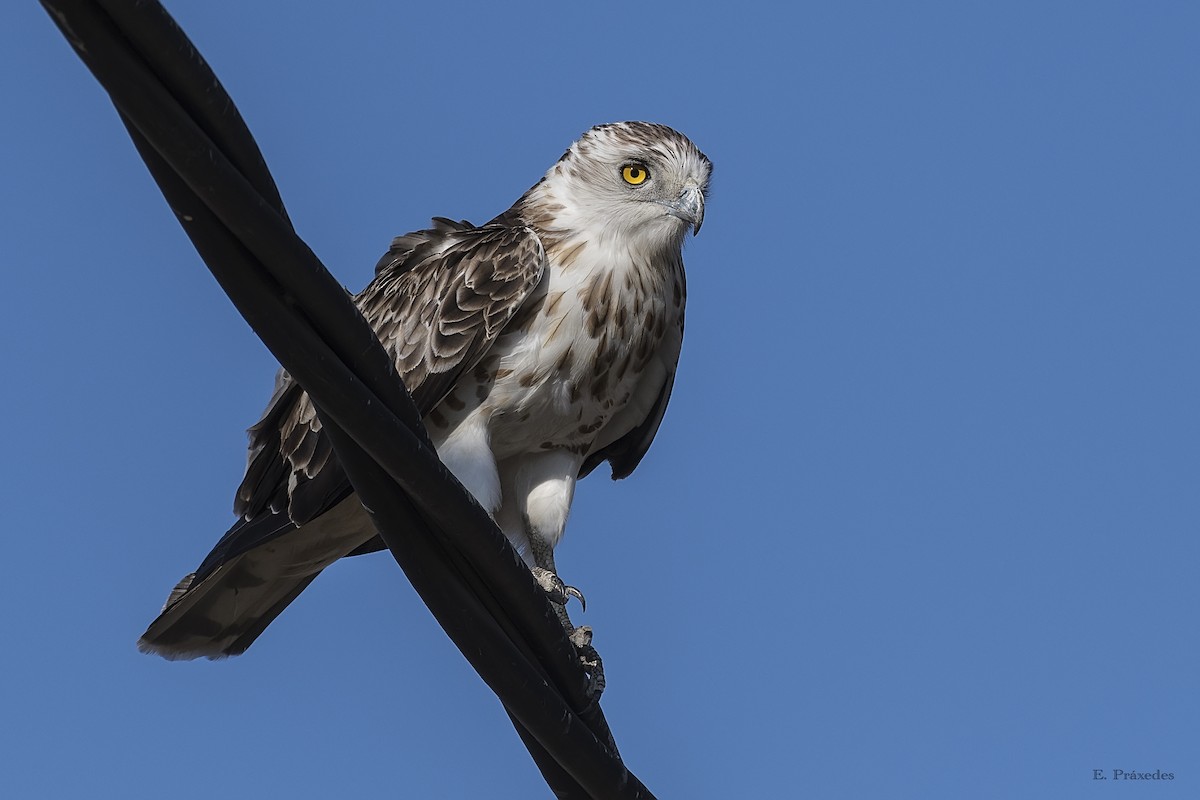 orlík krátkoprstý - ML644794867