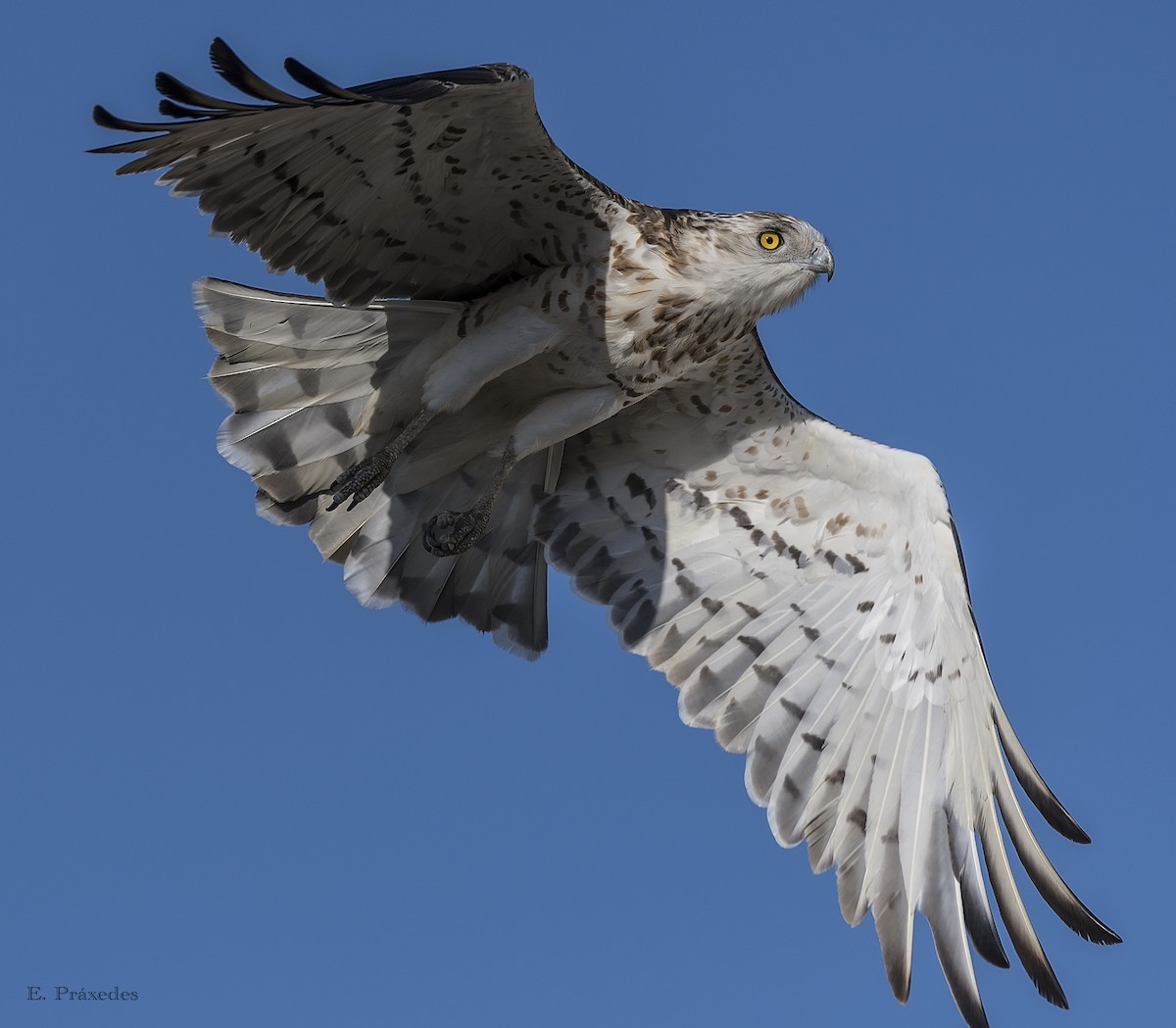 orlík krátkoprstý - ML644794872