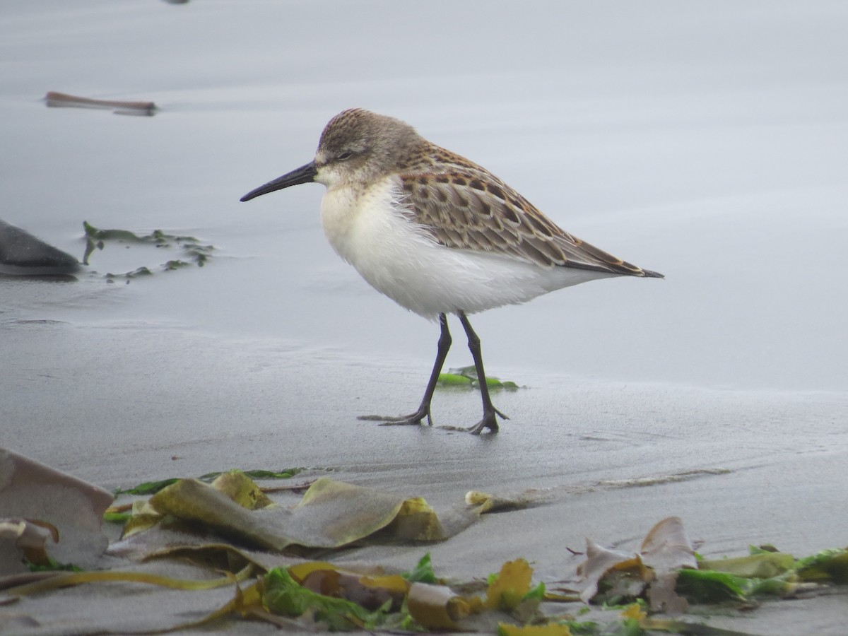 Gambecchio dell'Alaska - ML644794875