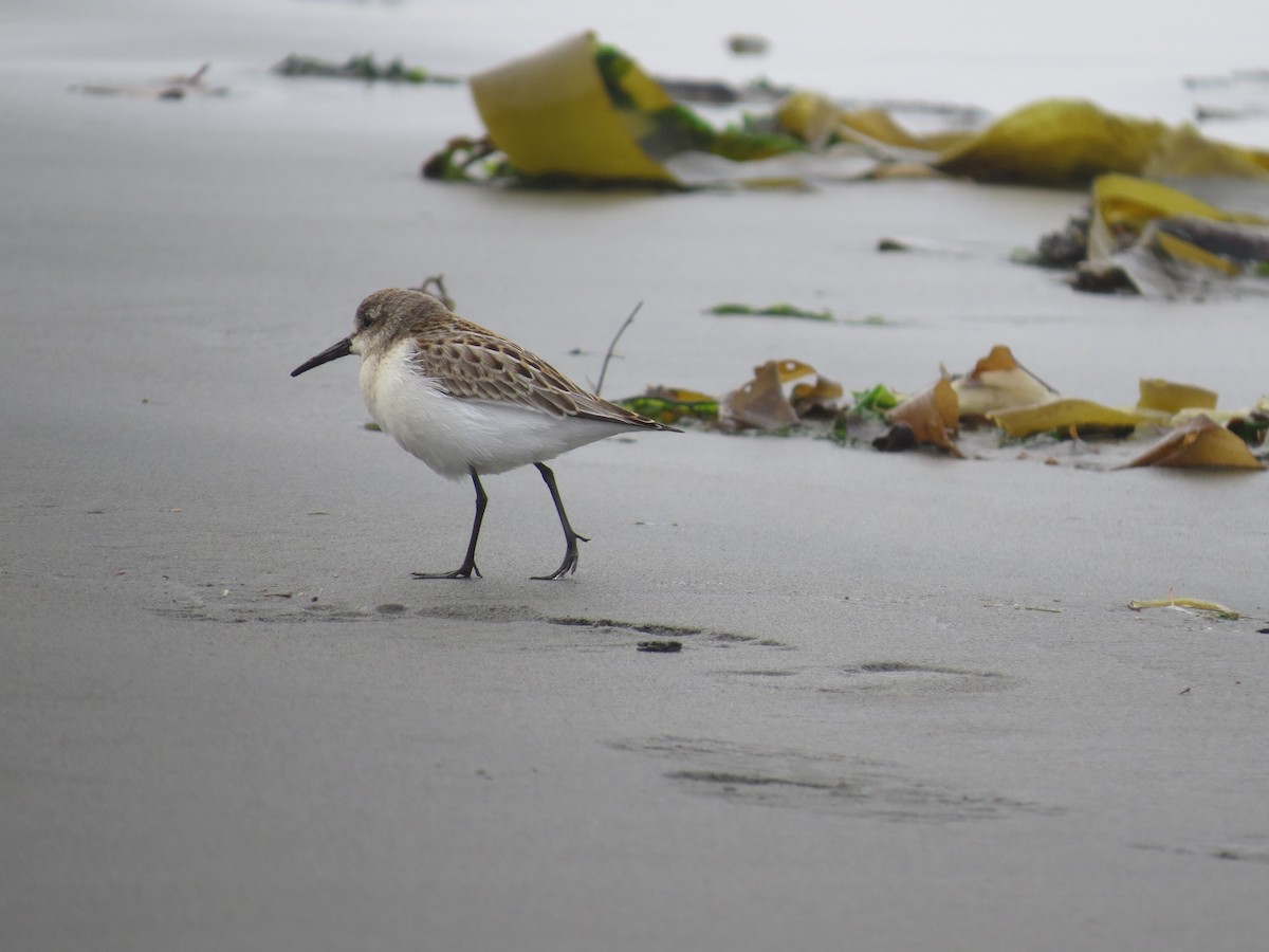 Gambecchio dell'Alaska - ML644794876