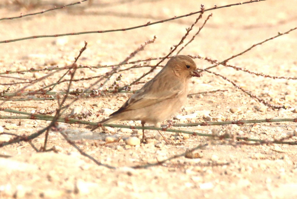 Sinai Rosefinch - ML644794884