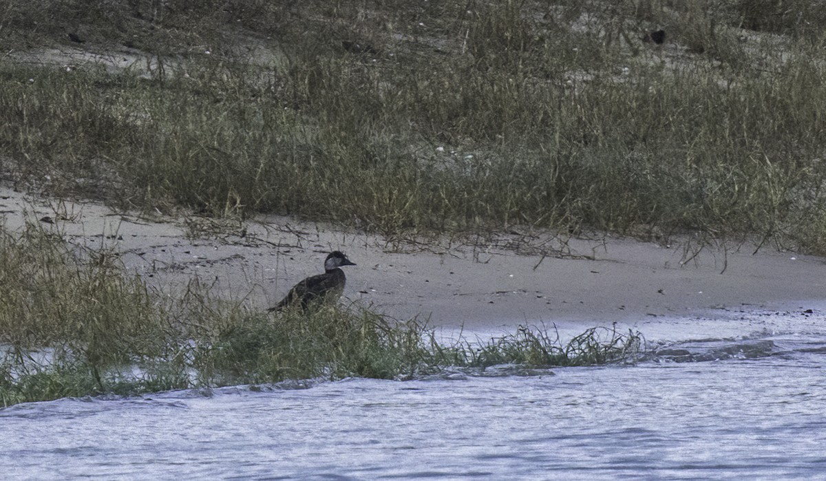 Ahatebeltz eurasiarra - ML644794886