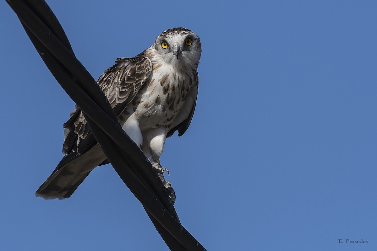 orlík krátkoprstý - ML644794887