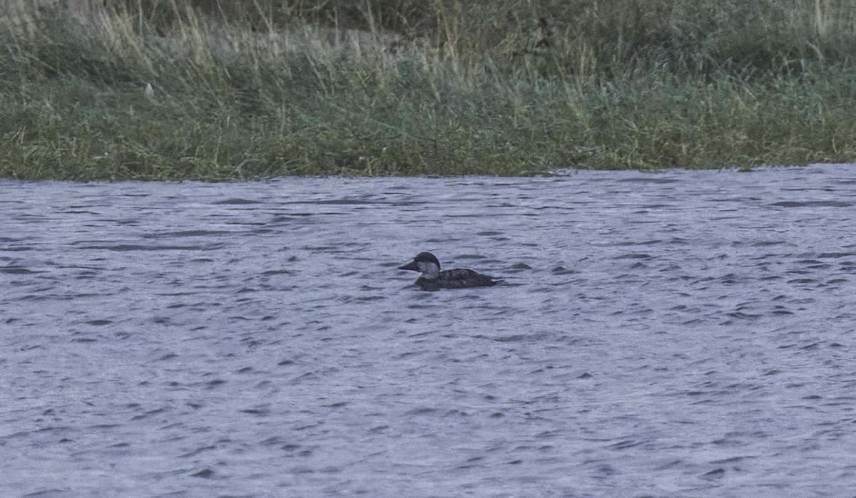 Ahatebeltz eurasiarra - ML644794888