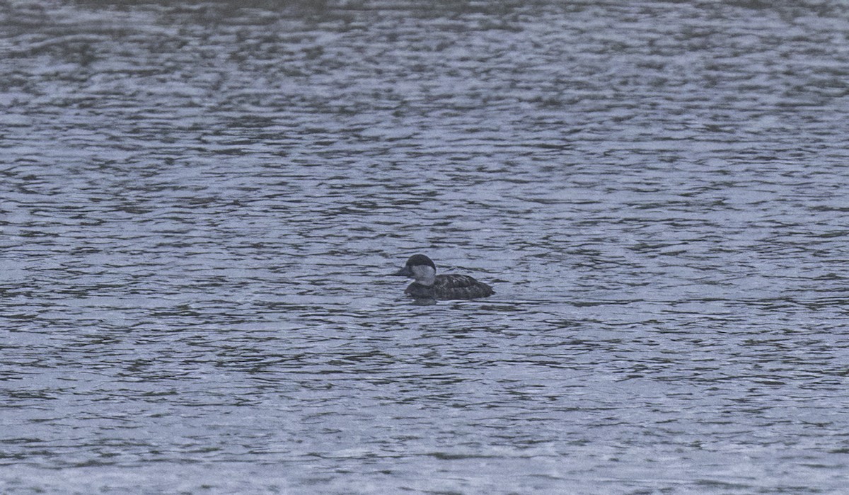 Ahatebeltz eurasiarra - ML644794889