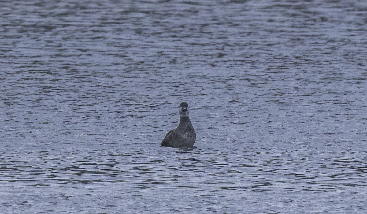 Ahatebeltz eurasiarra - ML644794890