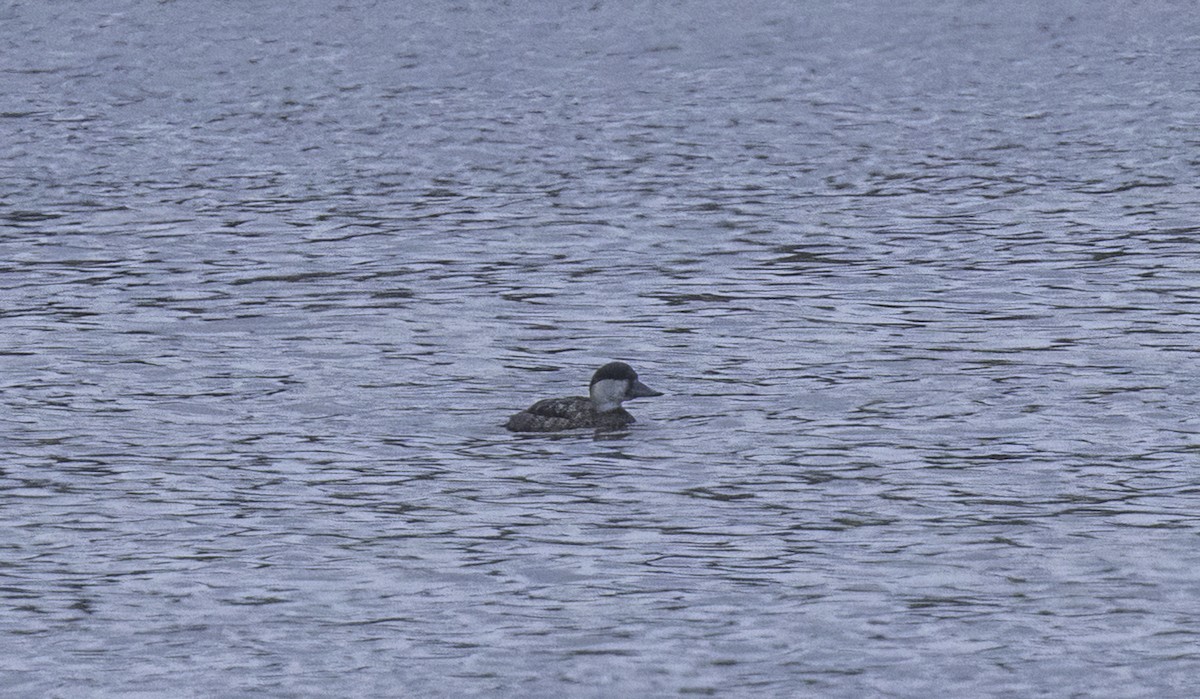 Ahatebeltz eurasiarra - ML644794891