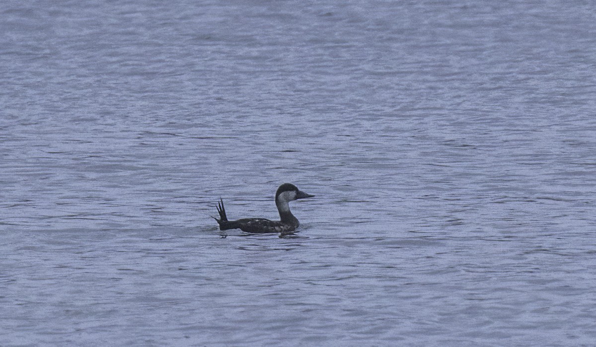 Ahatebeltz eurasiarra - ML644794900