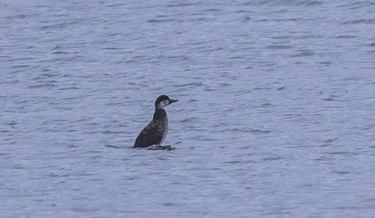 Ahatebeltz eurasiarra - ML644794904