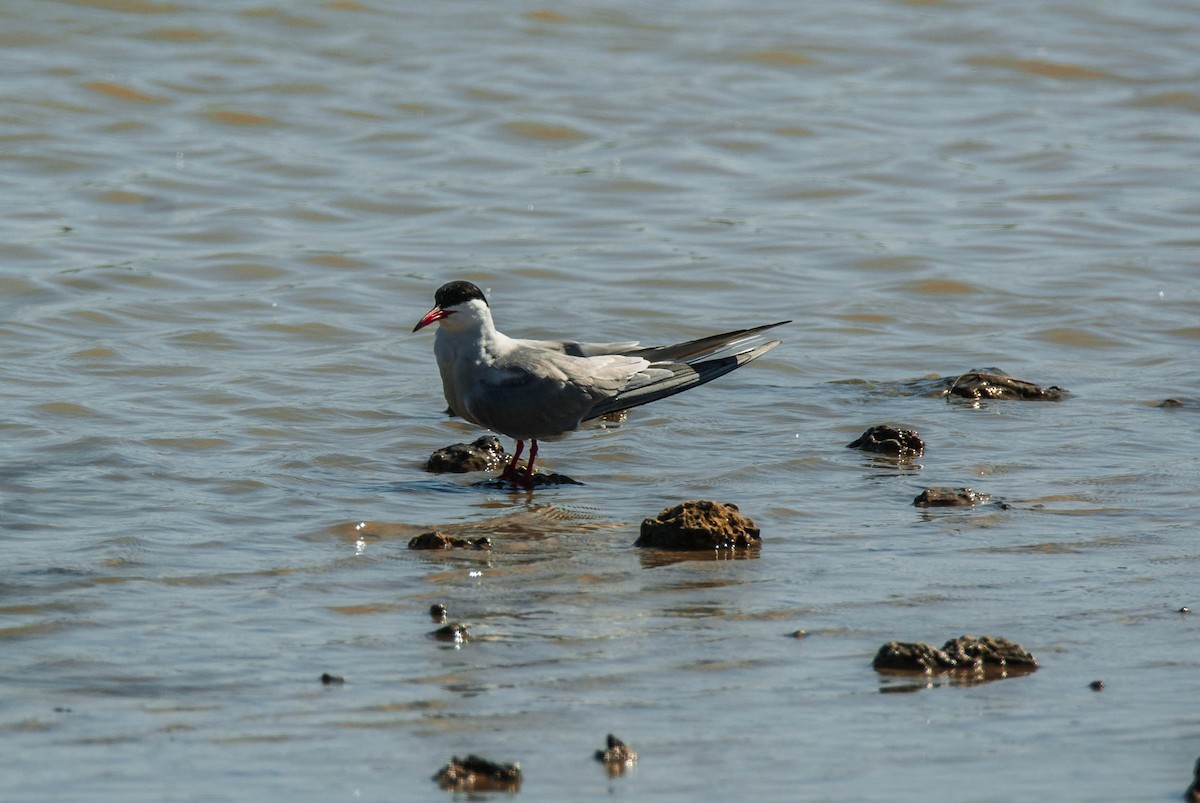 燕鷗 - ML644794913