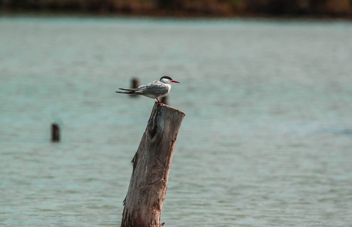 燕鷗 - ML644794914