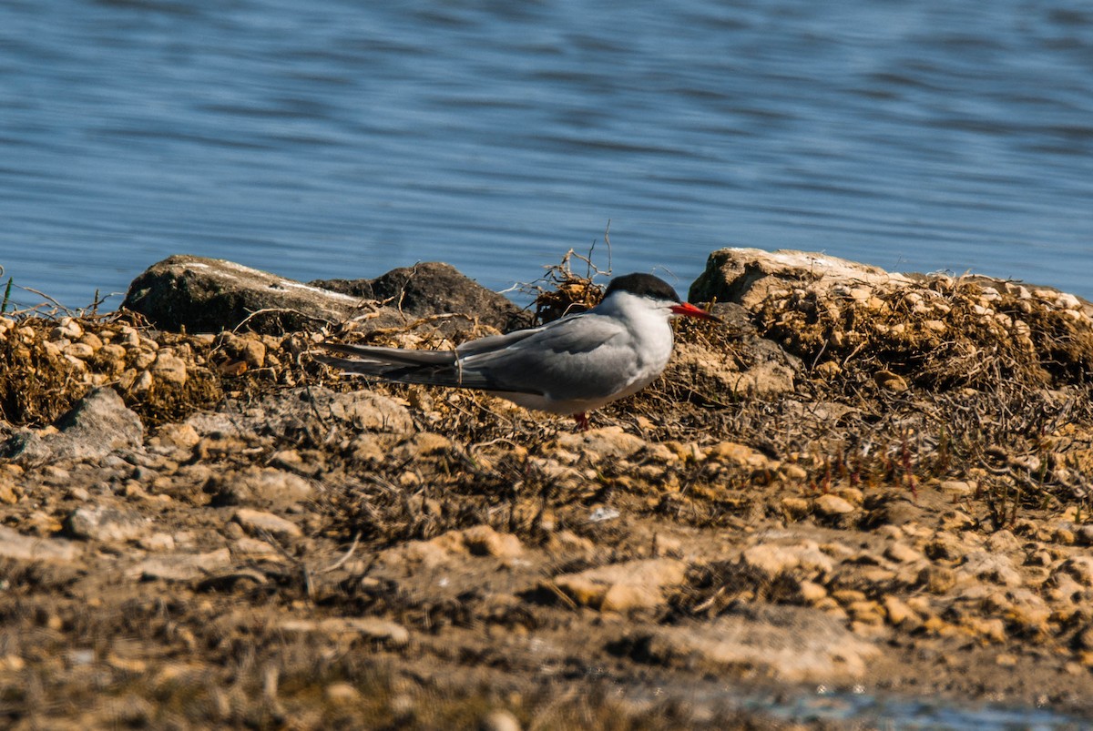 燕鷗 - ML644794915