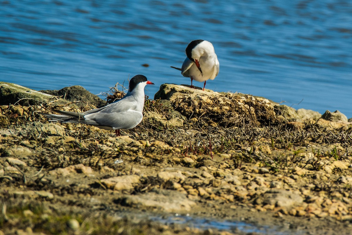 燕鷗 - ML644794916