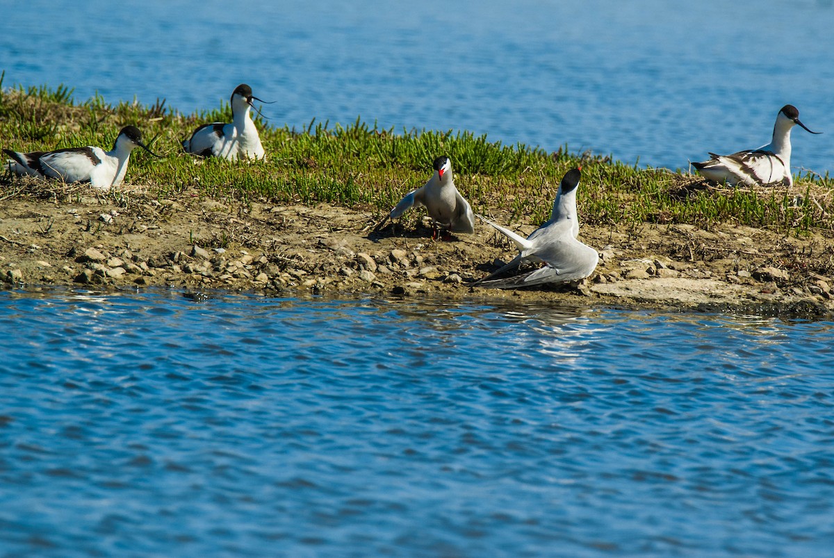 燕鷗 - ML644794917