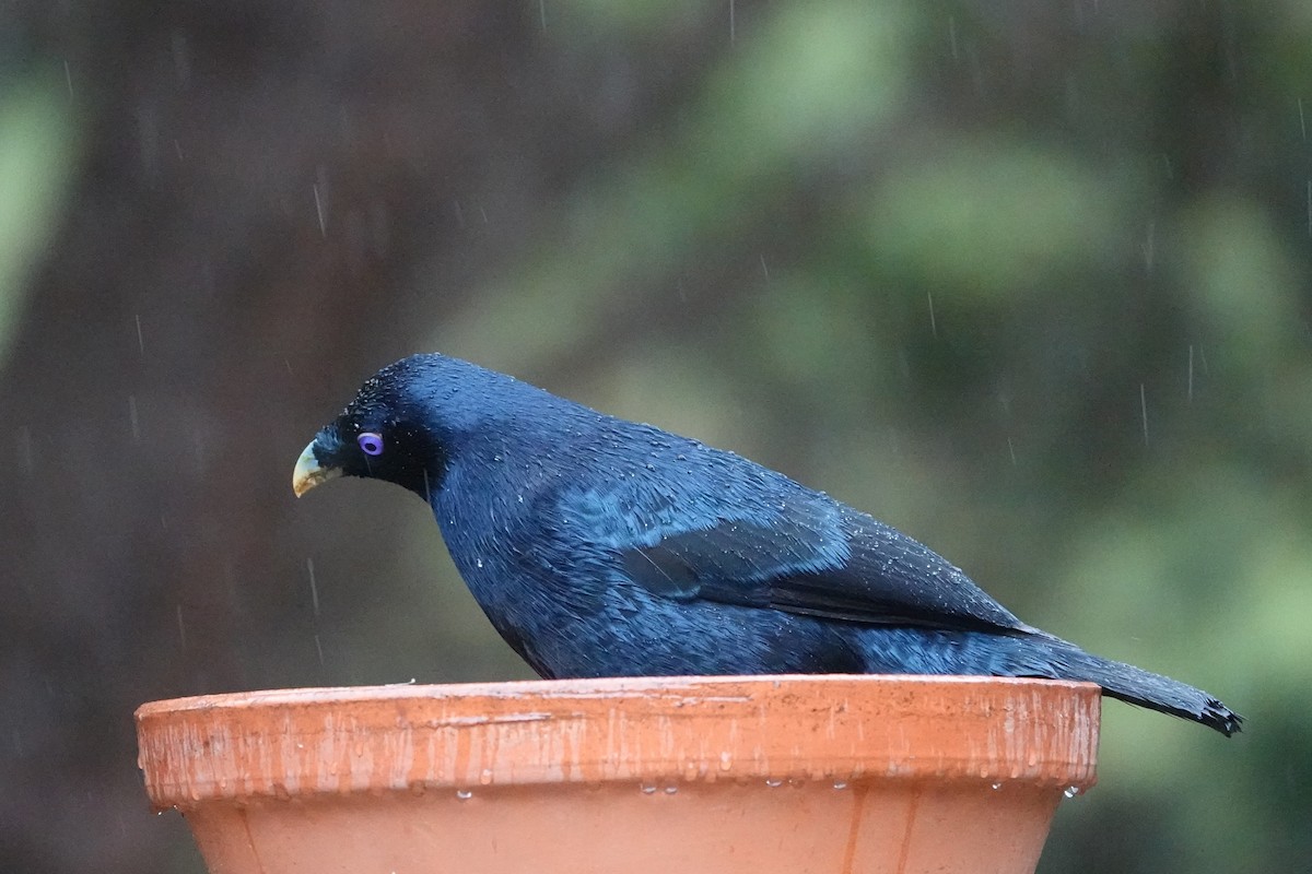 Satin Bowerbird - ML644794922