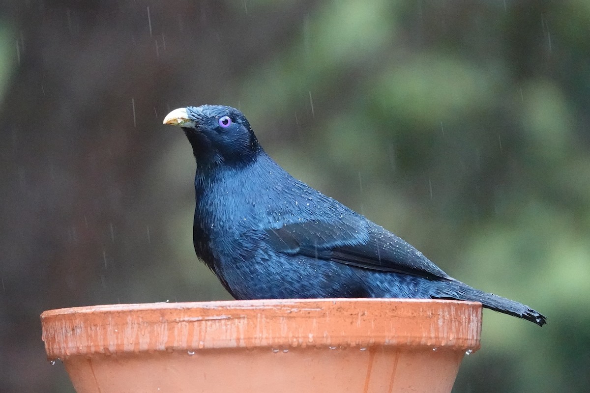 Satin Bowerbird - ML644794923