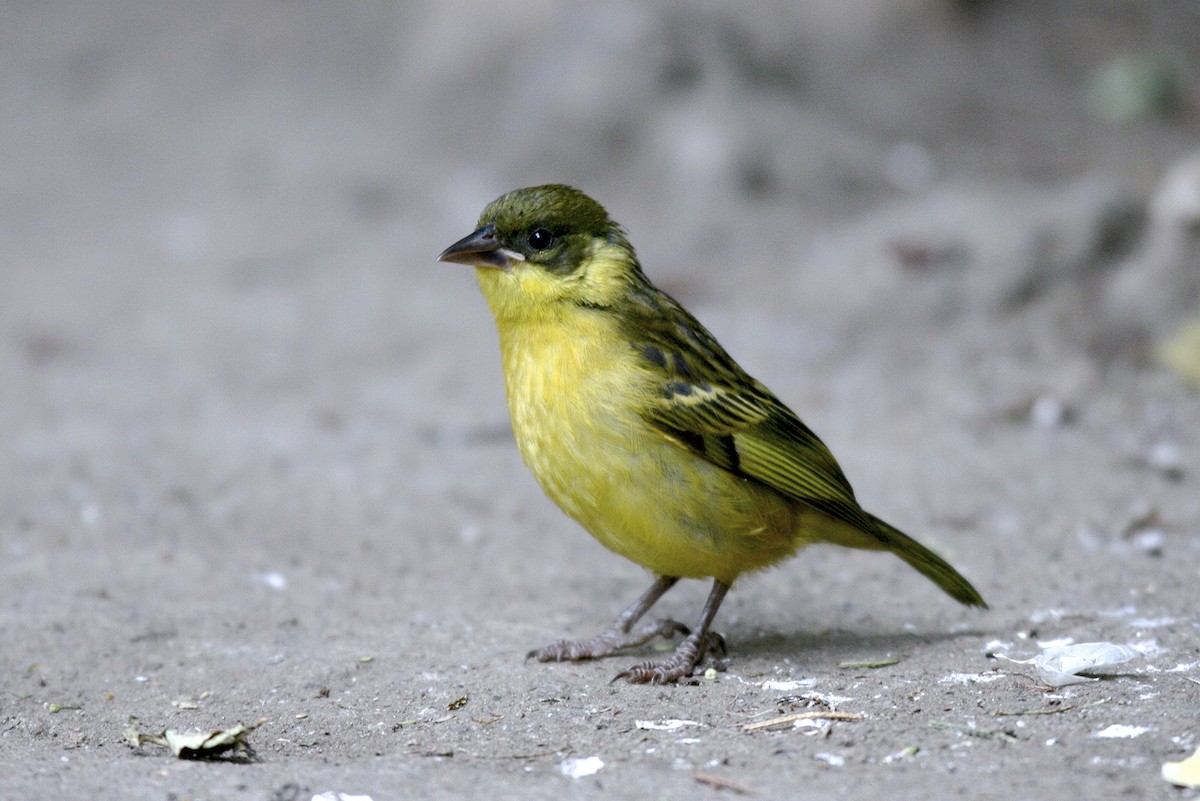 Baglafecht Weaver - ML644794924