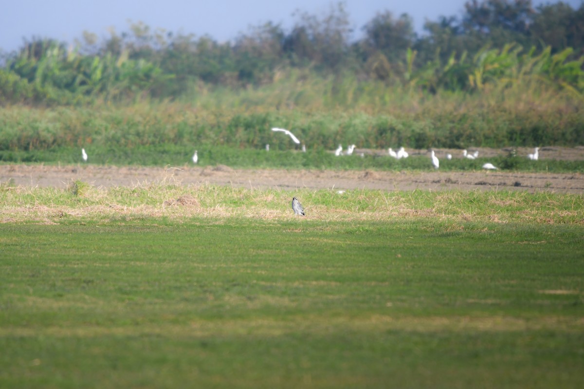 moták východní - ML644794925