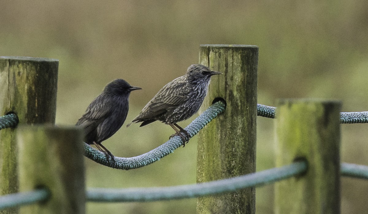 Étourneau unicolore - ML644794935