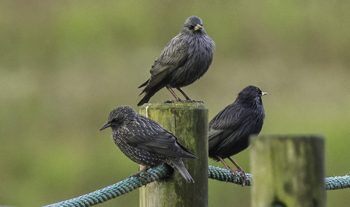 Étourneau unicolore - ML644794937