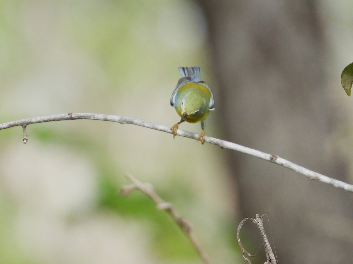 Northern Parula - ML644794951