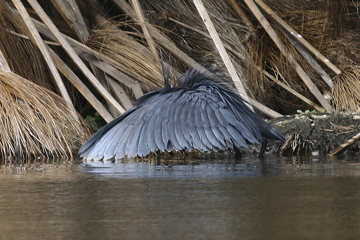 Black Heron - ML644794955