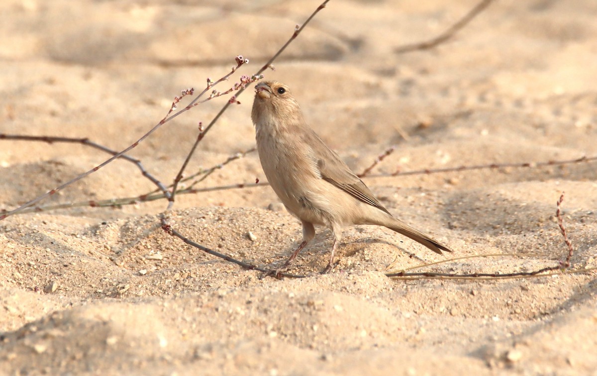Sinai Rosefinch - ML644794958