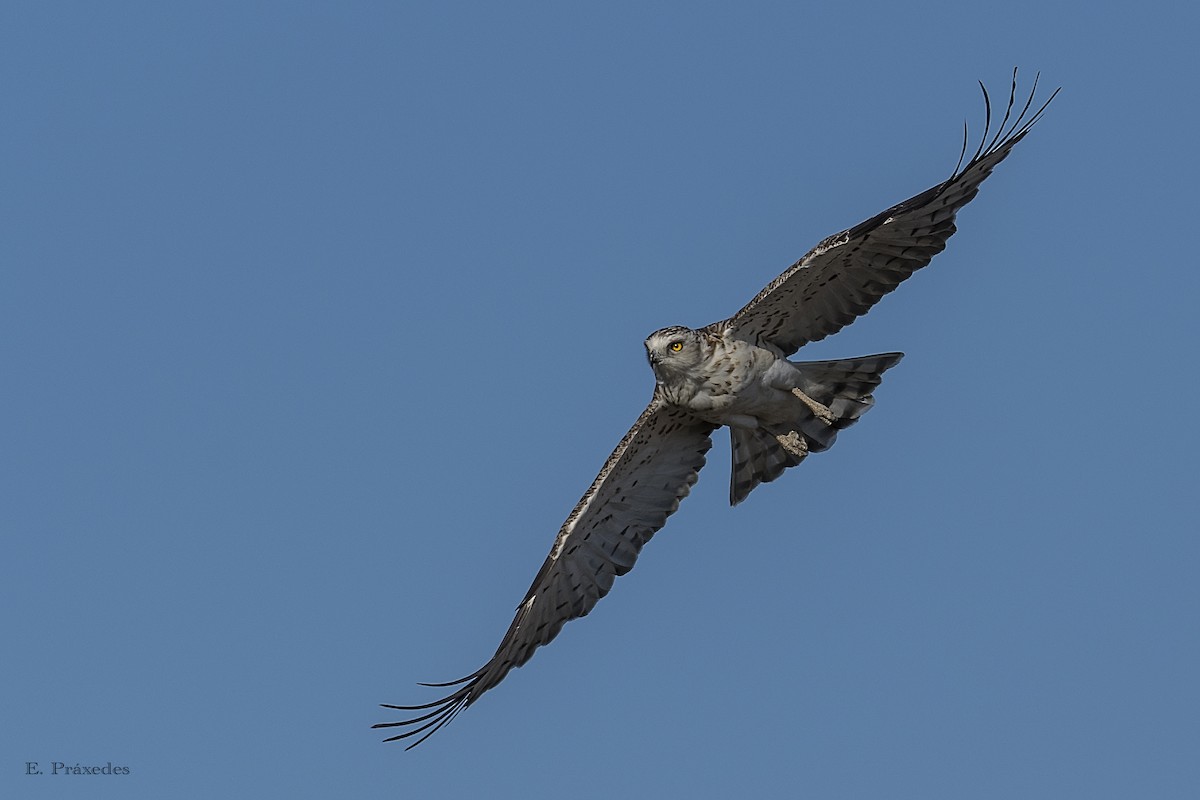 orlík krátkoprstý - ML644794959