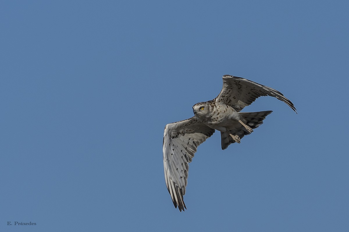 orlík krátkoprstý - ML644794960