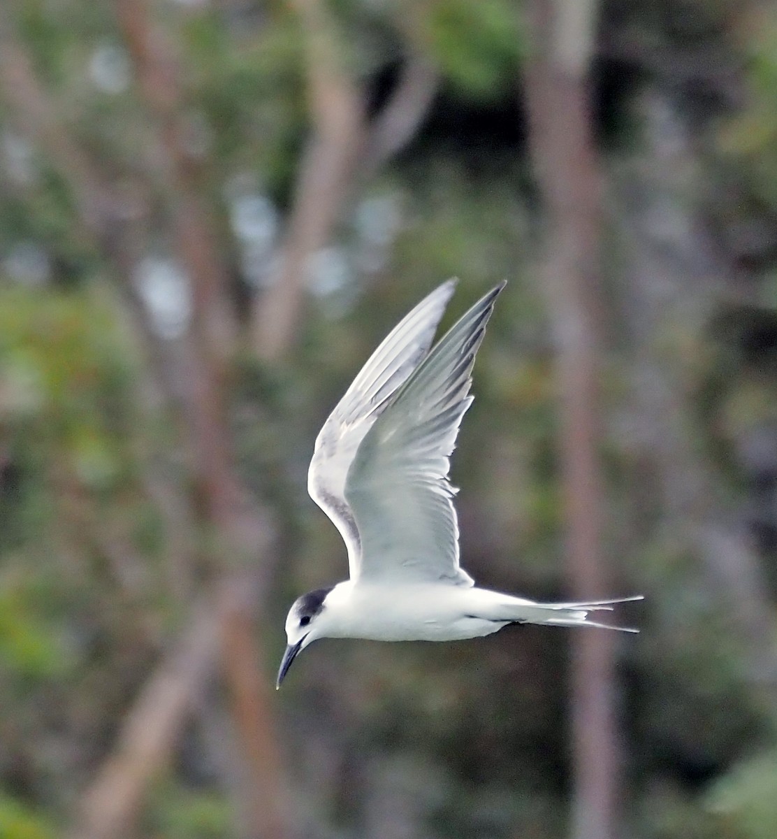 燕鷗 - ML644794979