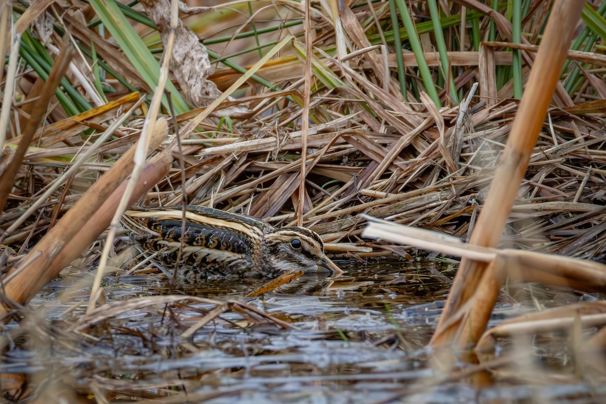 小鷸 - ML644794981