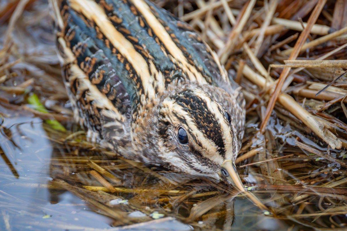 小鷸 - ML644794982