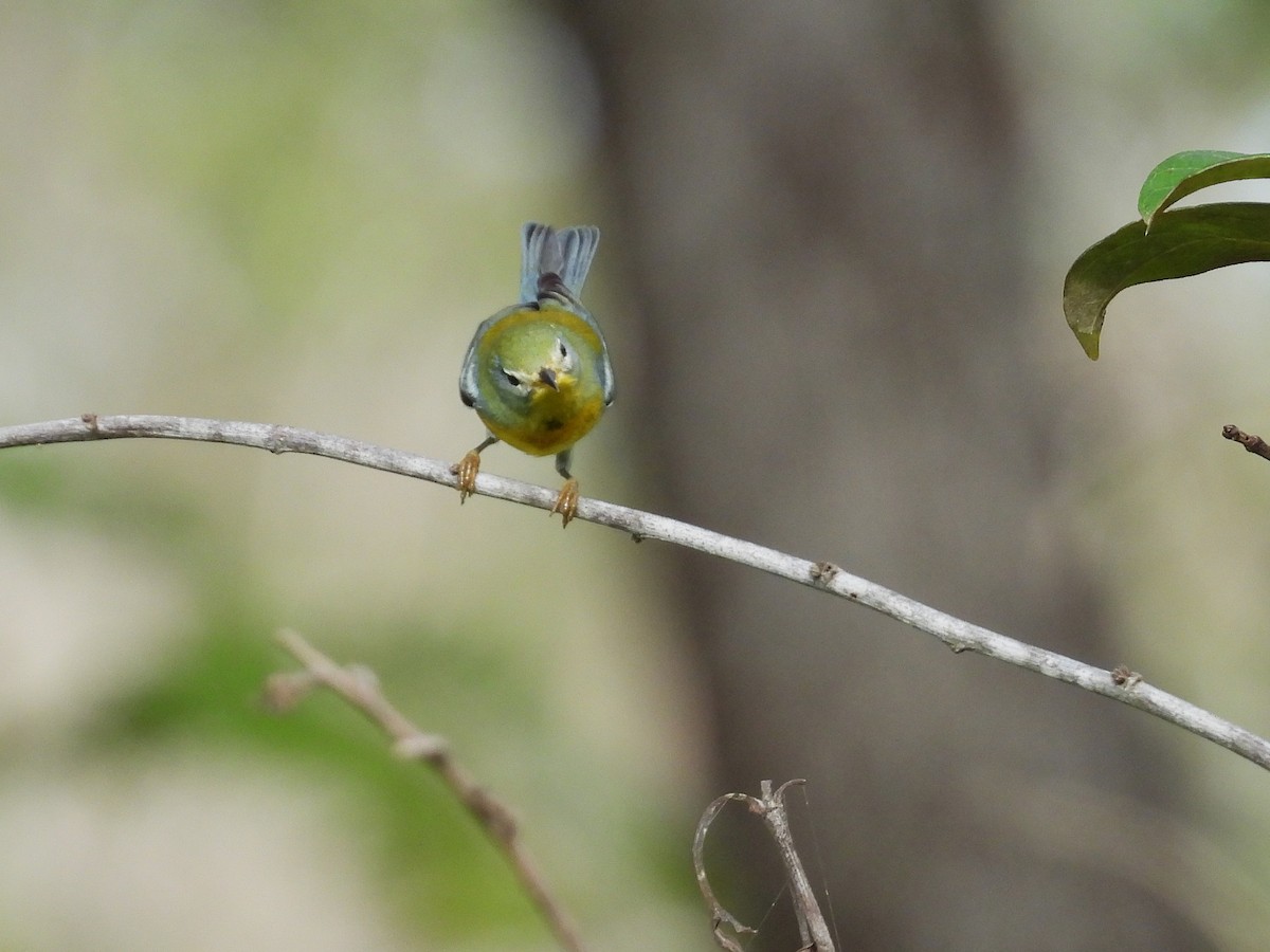 Northern Parula - ML644794983