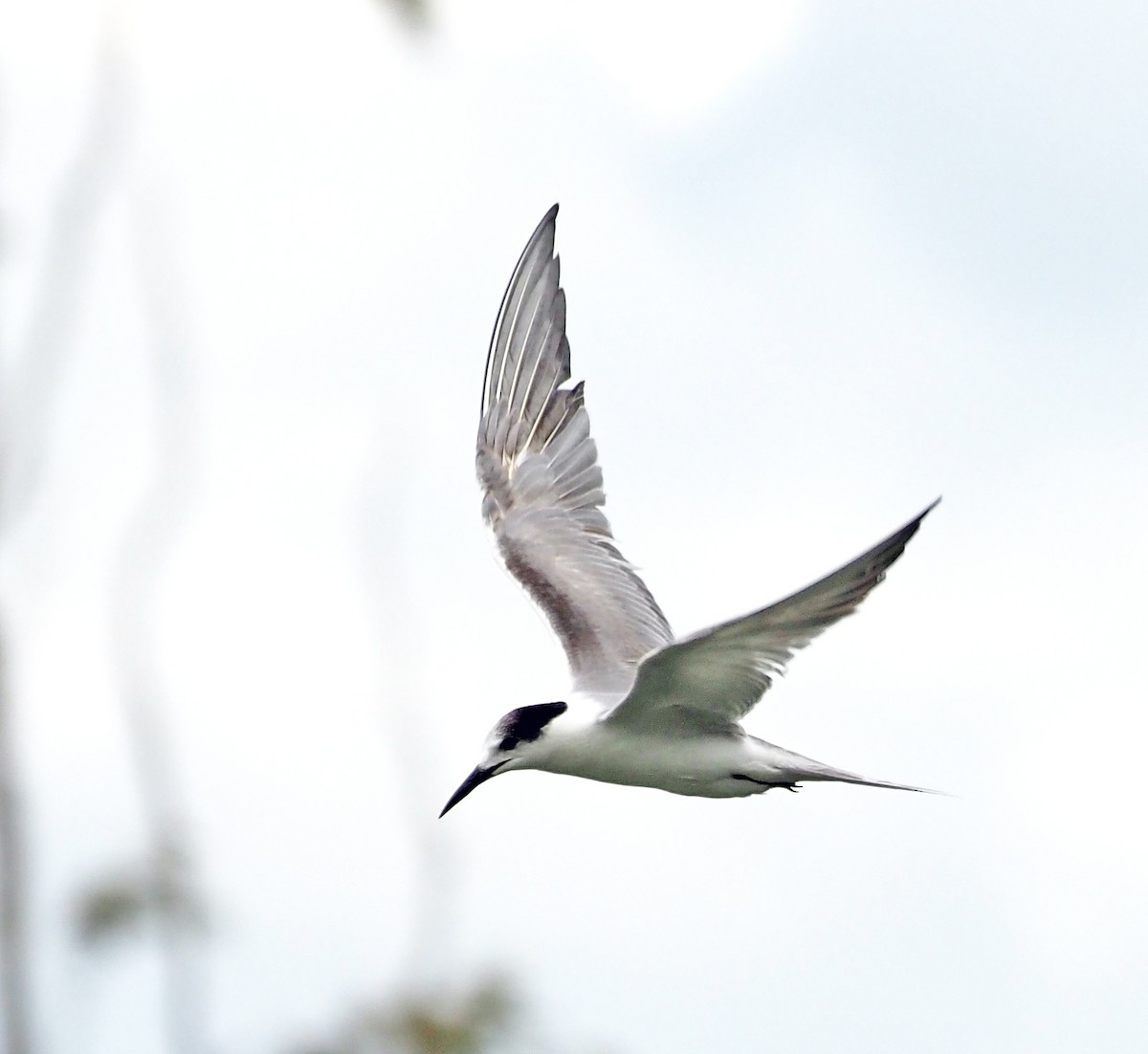 燕鷗 - ML644794984